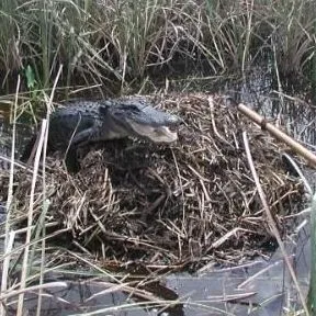thumbnail for publication: Managing Conflicts with Wildlife: Living with Alligators